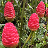 8 Awapuhi Shampoo Ginger Rhizomes, Indoor And Outdoor Planting Roots Set