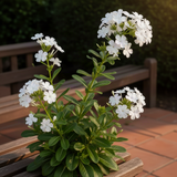 3 White Plumbago Starter Plants, Live 4-7 Inch Flowering Shrubs For Pots