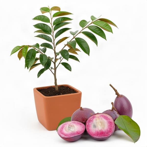 Live Purple Caimito Star Apple Tree Plant, 6-10 Inches, Half Gallon Pot