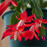 2 Live Christmas Cactus Plants, Red Flowering Houseplant, 3-6 Inches Tall