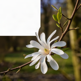 Cold Hardy Live Star Magnolia Flower Tree, 6-12 Inch Landscape Garden Plant