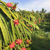 Outdoor Tropical Fruit Tree, Live Red Dragon Fruit Plant In 4 Inch Pot