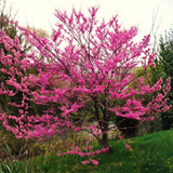 Flowering Eastern Redbud Shade Tree, Hardy Plant, 6-12 Inches, Quart Pot