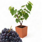 Black Muscadine Live Grape Vine Plant, 8-12 Inches Tall, 4-Inch Pot Size