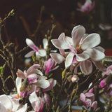 Live Jane Magnolia Ornamental Tree, 6-12 Inch Starter Plant For Gardens