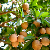 Live Sapodilla Fruit Tree, 6-10 Inches Tall, Well Rooted, Half Gallon Pot