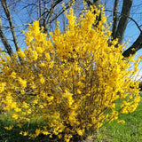 Live Lynwood Gold Forsythia Bush, Golden Bells Shrub, 6-12 Inches Tall