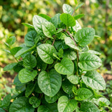 Live Malabar Spinach Plant, Half Gallon Pot, 6-10 Inches Tall For Gardens