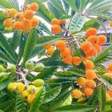Live Loquat Fruit Tree Plant, 5-9 Inches Tall, Cold-Hardy Garden Potted