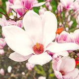 Saucer Magnolia Live Tree, 6-12 Inch Flowering Plant, Cold Hardy Shrub