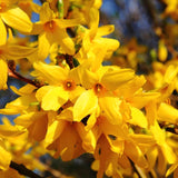 Live Lynwood Gold Forsythia Shrub, Yellow Spring Blooms, 6-12 Inches Tall