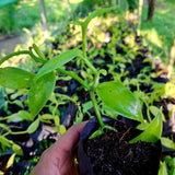 Green Vanilla Vine Live Plant, 3-7 Inches, For Outdoor Flower Garden Spaces