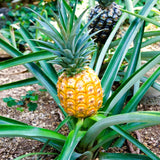 Live Pineapple Starter Plant, 5-8 Inches Tall, Growing In Patio Containers