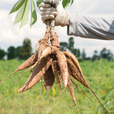 5 Sweet Yuca Cassava Cuttings, 6-8 Inch Stems For Growing Edible Roots