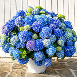 2 Live Hydrangea Starter Trees, Random Blooms, 5-9 Inches Tall, No Pot