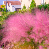 2 Mixed Live Muhly Grass Plants, 5-9 Inch Tall, Perennial Garden Ornamental