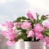 2 Live Pink Christmas Cactus Plants, 3-6 Inch Tall Houseplants For Gifts