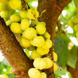 Live Star Gooseberry Plant, 2-3 Ft Tall Tropical Fruit Tree For Planting