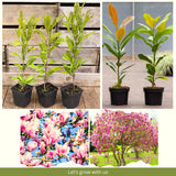 Potted Live Jane Magnolia Tree, 6-14 Inch Tall, Early Spring Flower Blooms