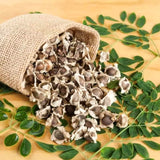 Live Moringa Oleifera Tree In 4 Inch Pot, Well Rooted Perennial Herb Plant