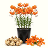 5 Turks Cap Lily Bulbs, Orange Tiger Lily-Like Flowers For Fall Planting