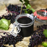 2 Live Black Elderberry Bushes, 6-12 Inch Tall Perennial American Plants
