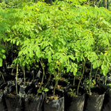 Live Moringa Oleifera Tree In 4 Inch Pot, Hardy Tropical Perennial Herb