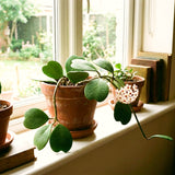 2 Live Hoya Kerrii Plants, 5-7 Inch Green Heart-Shaped Indoor Succulents