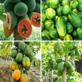 Live Papaya Tree In 4-Inch Pot, Sweet Edible Fruit For Patio Or Garden