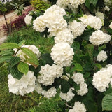 Live White Japanese Viburnum Plant, 8-10 Inch Tall Snowball Garden Shrub