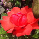 Fragrant Red Live Rose Plant, Bare Root Hardy Flower, 5 To 9 Inches Tall