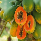 Live Papaya Fruit Tree In 4 Inch Pot, Well-Rooted Plant For Outdoor Gardens