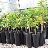 Live Pawpaw Tree Plant, 6-12 Inches Tall, Quart Pot, 1 Year Old Paw Paw