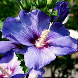Live Purple Rose Of Sharon Shrub, Althea Flowering Plant, 6-13 Inches Tall