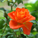 Live Orange Climbing Rose Plant, Flowering Landscape Plant For Gardens