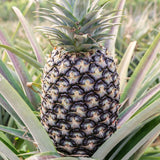 2 Live Pineapple Plants, 5-8 Inch Tall Fruit Plants For Outdoor Gardens