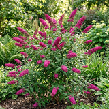 Buddleia Shrub, Raspberry Blooms, Compact 4-7 Inch Perennial Garden Plant