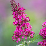 Dark Pink Butterfly Bush Live Plant, 4 To 6 Inch Starter Shrub For Garden