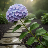 Live Blue Hydrangea Shrub, 5-10 Inch Dormant Plant For Outdoor Gardens
