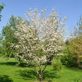 White Flowering Dogwood Tree, 6-12 Inches Tall, Home Garden, 4-Inch Pot