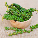 Well-Rooted Black Pepper Vine, Live Piper Nigrum Plant, 4-6 Inches Tall