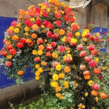 Live Climbing Rose Plant, Red Orange And Yellow Blooms, 5-9 Inches Tall