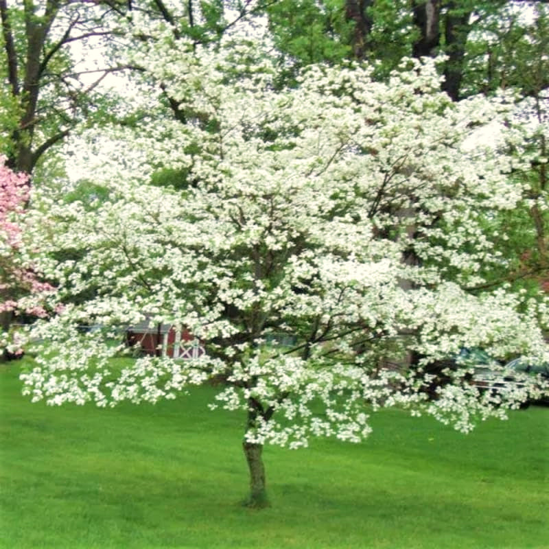 2 White Flowering Dogwood Outdoor Live Trees, 12-24 Inches Tall, Quart Pot