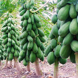 Papaya Live Fruit Tree, 5-10 Inches Tall In 4-Inch Pot, With Sweet Fruit