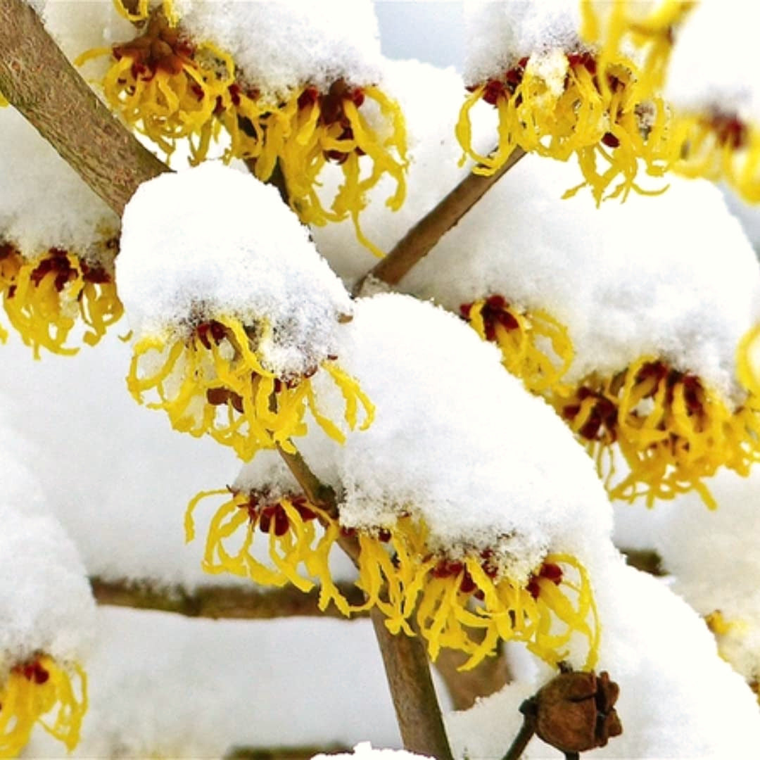 Live Yellow Witch Hazel Patio Shrub, Flowering Garden Tree In Quart Pot