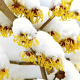 Live Yellow Witch Hazel Patio Shrub, Flowering Garden Tree In Quart Pot