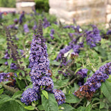 2 Buddleia Live Plants, Light Blue Flower Shrubs, Outdoor, 4-9 Inches Tall