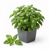 2 Live Longevity Spinach Plants, 4-8 Inch Vegetable Plants, Outdoor Garden