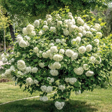 White Snowball Viburnum Shrub, 6-12 Inch Live Plant For Outdoor Gardens
