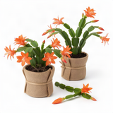 2 Live Salmon Christmas Cactus Plants, 4-7 Inch Indoor Houseplants, Decor